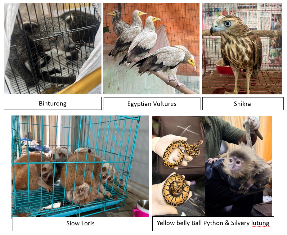 New Delhi: DRI conducts nationwide operation: 440 rare wildlife species, 15 kg ivory seized, 33 smugglers arrested