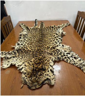 Major DRI crackdown on wildlife smuggling: 2 leopard skins, 180 star tortoises, and 24 kg of pangolin scales seized; 13 arrested.