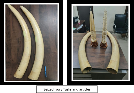DRI Wildlife Smuggling Operation: Elephant tusks, leopard skins, pangolins, and tiger body parts seized; 11 people arrested.