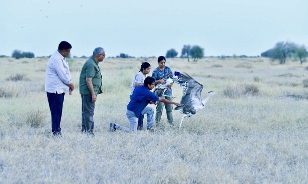 Great Indian Bustard: Major success in Great Indian Bustard conservation; two male GIBs released into the wild in Jaisalmer.