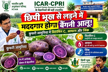 ICAR-CPRI: Purple potatoes can help combat 'hidden hunger'! 'Kufri Jamuniya' contains vitamin C, iron, and zinc.